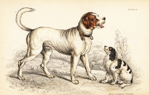Chien de Saint-Bernard ou Grand Saint-Bernard, Canis lupus familiaris, et épagneul King Charles, Canis lupus familiaris (Canis extrarius)
