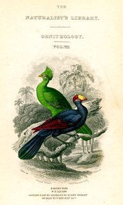 La bibliothèque des naturalistes, ornithologie, Touraco du Sénégal, Mangeur de bananes violet, vers 1833-1865 - William Home Lizars