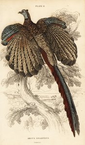 Grand argus, Argusianus argus (Faisan argus ou argus géant, Argus giganteus)