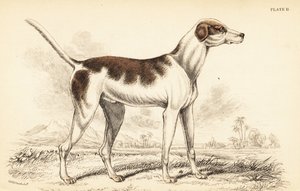 Le chien oriental, Canis lupus familiaris