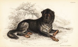 Mastiff tibétain, Canis lupus familiaris (Mastiff du Tibet, Canis urcani)