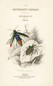 Page de titre avec vignette de coléoptère bijou, Chrysochroa fulminans, et coléoptère diamant à ailes tachetées, Curculio splendens