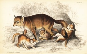 Variété de renard roux, Vulpes vulpes, avec des petits (Renard charbonnier de Bavière, Vulpes alopex) - William Home Lizars