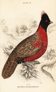 Tragopan occidental ou tragopan cornu occidental, Tragopan melanocephalus - William Home Lizars