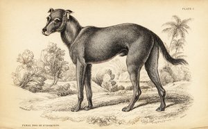 Chien sauvage trouvé en République dominicaine et en Haïti, Canis lupus familiaris (Chien errant de St)