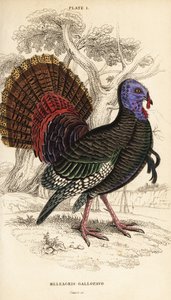 Dindon sauvage, mâle, Meleagris gallopavo - William Home Lizars