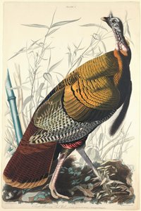 Grand Coq Américain