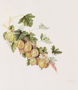 Groseille verte, 1815