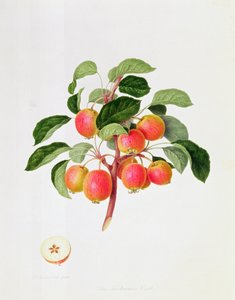 Le Pommier Tartare, 1819
