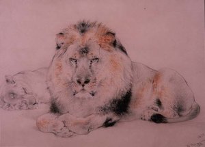 Lion et lionne