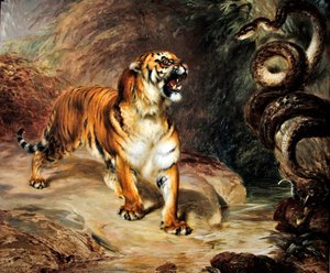 Tigre et python