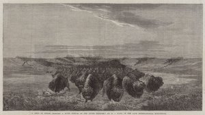 Un troupeau de bisons traversant une rivière sur le haut Missouri, à la dernière exposition internationale - William Jacob, Sr. Hays