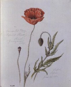 Coquelicot commun, peint à Seaford, Sussex, 25 juin 1860
