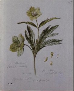 Hellébore vert, peint à Brantwood