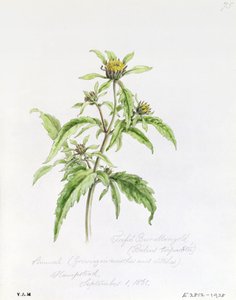 Bidens tripartita, peinte à Hampstead, 1er septembre 1861 - William James Linton