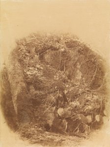 Sans titre, tiré du portfolio The Forest : Bois des Adirondacks - William James Stillman