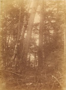 Sans titre, tiré du portfolio The Forest : Bois des Adirondacks - William James Stillman