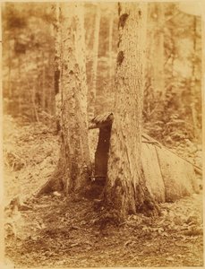Sans titre, tiré du portfolio The Forest : Bois des Adirondacks - William James Stillman