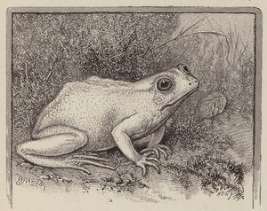 Une grenouille albinos (gravure)