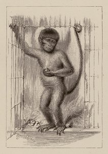 Le singe-nègre