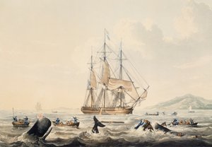 Chasse à la baleine dans les mers du Sud, gravure de William John Huggins