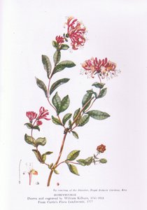 Chèvrefeuille, Nature en Grande-Bretagne publiée par Collins, 1946