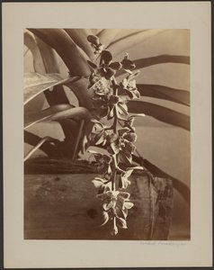 Orchidées, Ceylan