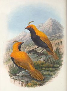 Hart Cnemophilus macgregorii crop - William Matthew Hart
