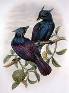 Phonygama Purpureiviolacea - William Matthew Hart
