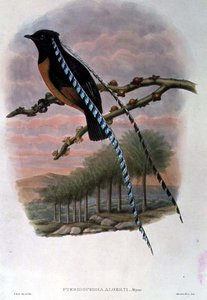 Pteridophora Alberti, Roi des oiseaux de paradis de Saxe