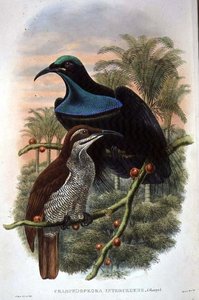 Ptiloris Magnificus, Oiseau de Paradis Fusil (lithographie en couleur)