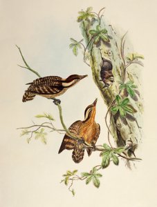 Pic de la Sonde (Dendrocopos moluccensis), lithographie de Birds of Asia - William Matthew Hart