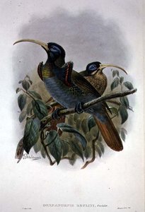 Oiseau de paradis à bec en faucille blanc - William Matthew Hart