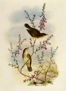 Gobemouche tacheté blanc (Pseudogerygone notata), gravure par William Matthew Hart, Royaume-Uni - William Matthew Hart