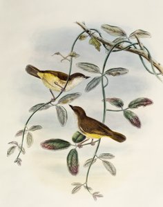 Gerygone à ventre jaune (Gerygone chrysogaster), lithographie de Birds of Asia - William Matthew Hart