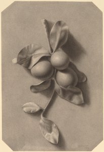 Une branche de prunes