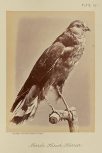 Faucon des marais ; busard - William Notman