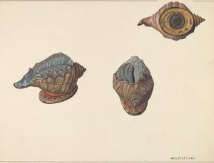Banque de Coquillages, vers 1938 - William O. Fletcher