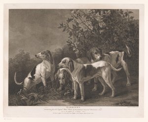 Quatre chiens de chasse
