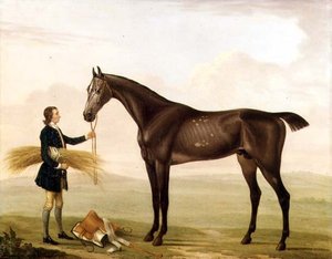 Un Étalon Gris Pommelé tenu par un Palefrenier