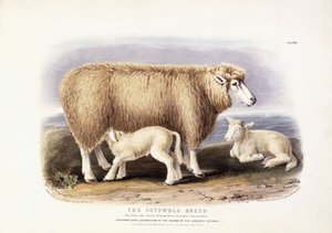 La race Cotswold, brebis, 8 ans, 1840-1842 - William Shiels