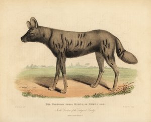 Chien de chasse africain, Lycaon pictus