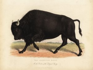 Bison américain ou buffle, Bison bison