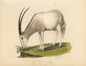 Oryx d