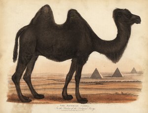 Chameau de Bactriane, Camelus bactrianus - William Smellie