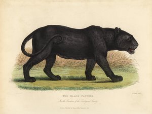 Panthère noire, Panthera pardus ou Panthera onca - William Smellie