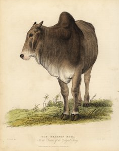 Race Brahma de zébu, Bos taurus indicus