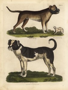Races de chiens, Canis lupus familiaris