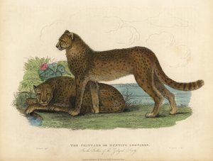 Guépard, Acinonyx jubatus - William Smellie