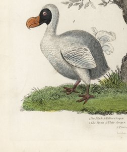 Dodo, Raphus cucullatus, oiseau éteint incapable de voler